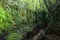 Hiking in the Jungle: an attractive young European tourist girl crossing a bamboo pedestrian suspension bridge over a