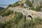 Hiking the Lycian Way, Crossing Roman aqueduct bridge, Man tourist walking on ancient ruins on mountain