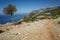 Hiking Lycian way. Man is trekking on dry stony path, high on mountain on Mediterranean coast, lonely olive tree