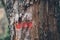 Hiking marks on a tree trunk. Red and white signal along hiking trail. Signal trail in the mountains. Hiking through the forest.