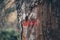 Hiking marks on a tree trunk. Red and white signal along hiking trail. Signal trail in the mountains. Hiking through the forest.