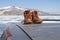 Hiking massive boots on the roof of the car on the beautiful mountains background on Lake Baikal in winter.