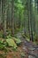 Hiking in the mountains. Beautiful stone pathway on a hiking track. Wild mountain forest with stones and fern plants