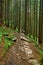 Hiking in the mountains. Beautiful stone pathway on a hiking track. Wild mountain forest with stones and fern plants