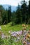 Hiking in the nortwest wilderness-Wild flowers in mountains