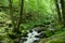 Hiking in Olloix forest in Auvergne, France