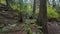 Hiking Path in Canadian Rainforest, Fall Season. Lighthouse Park, West Vancouver, BC Canada.