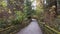 Hiking Path in Canadian Rainforest, Fall Season. Lighthouse Park, West Vancouver, BC Canada.