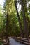 Hiking path at Cathedral Grove