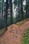 Hiking path in coniferous forest