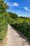 Hiking path in Dutch nature reserve Bemelerberg among abundant wild vegetation