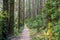 Hiking path through an evergreen trees forest, Prairie Creek Redwoods State Park, California