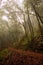 Hiking Path through Foggy Forest