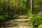 Hiking path through a forest