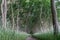 Hiking path through the forest above the cliffs of Timmendorf on Poel island