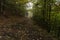 Hiking path through the german region called Harz