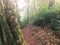 Hiking path in green rain forest at mon jong doi, Chaing mai