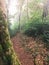 Hiking path in green rain forest mon jong doi, Chaing mai, Thailand