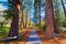 Hiking path leading into the heart of Yosemite lined with stunning pine trees