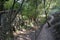 Hiking path in the middle of a dense oak forest and watermill close to a small stream