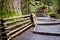 A hiking path through old-growth forest in North Vancouver