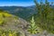 A hiking path shows wonder foliage over the edge