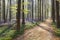 Hiking path in spring flowering forest