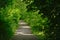 Hiking path through sunny green foliage