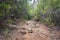 Hiking path trough forest landscape - walkway in wilderness