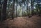 Hiking path trough forest landscape - walkway in wilderness