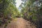 Hiking path trough forest landscape - walkway in wilderness