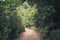 Hiking path trough forest landscape - walkway in wilderness