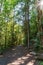 Hiking Path trough green Forest of in summer time