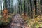 Hiking path in woods landscape in forest