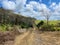 Hiking paths through fields of sugar cane, Grand River South East, Mauritius