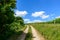 The hiking paths in the middle of the green vineyards in Europe, in France, in Burgundy, in Nievre, in Pouilly sur Loire, towards