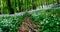 Hiking in ramsons - wild garlic Allium ursinumflower forest