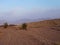 Hiking in Shehoret mountains, south Israel, gazelle stands near acacia tree