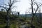 Hiking in Sweden in summer. Man traveler trekking alone enjoying scenery with ugly bizarrely curved dry polar birches in Abisko Na