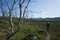 Hiking in Sweden in summer. Man traveler trekking alone on trail near ugly bizarrely curved dry polar birches in Abisko National P