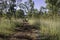 Hiking in Tall Grass in Australia