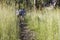 Hiking in Tall Grass in Australia