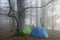 Hiking tents in the misty forest