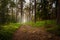 Hiking track in forest during a summerset