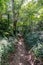 Hiking trail among abundant wild vegetation and trees