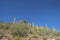 Hiking trail along mountain landscape with cactus in Sabino Canyon state park