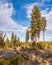 Hiking Trail Along Pine Trees in Shevlin Park in Bend Oregon During Winter