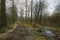 Hiking trail along a swamp in a sunny bare spring forest with backlit tree silhouettes