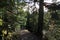 Hiking trail alongside a forested mountain pass