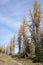 Hiking trail by alpine larches